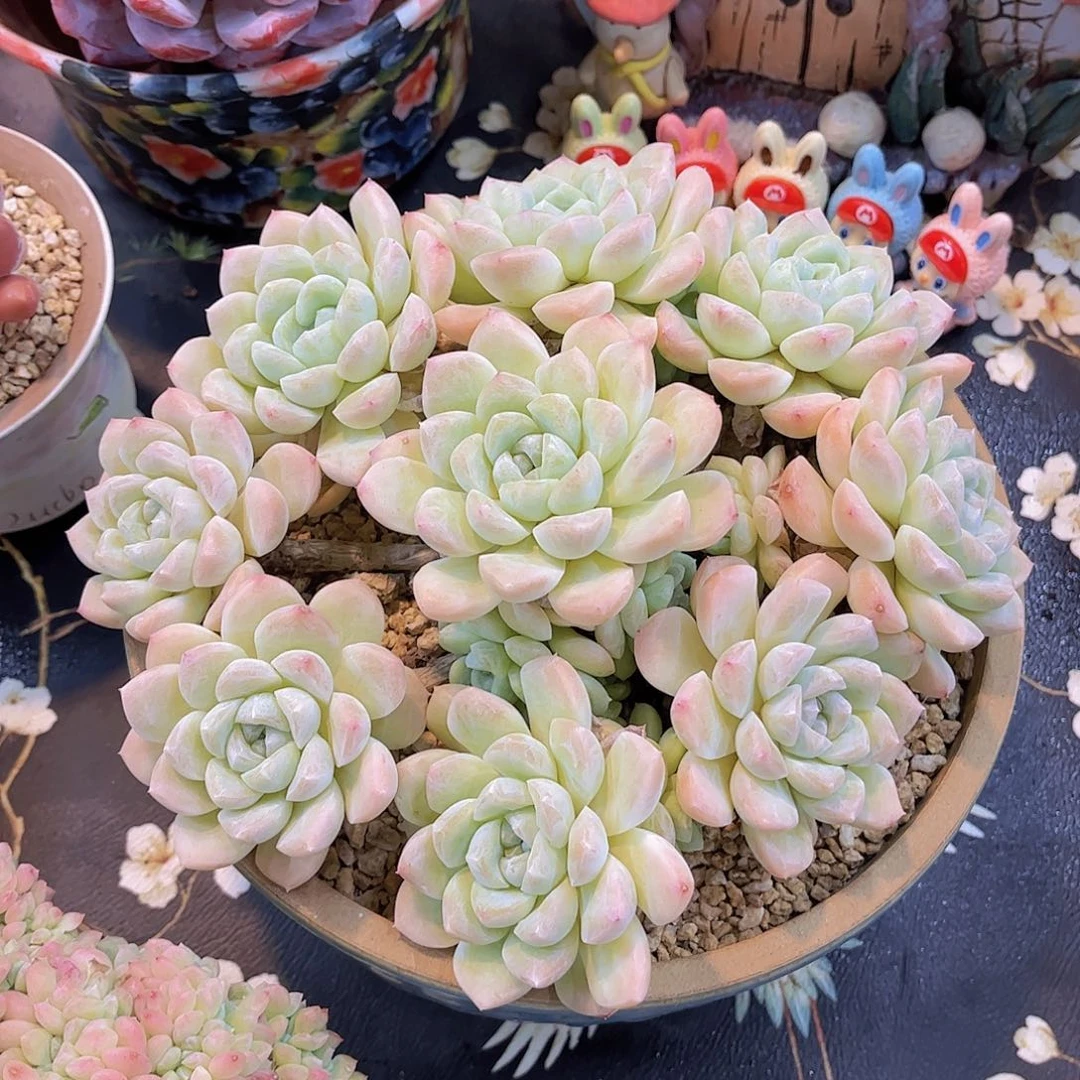 韩版奶油美人捧花多肉