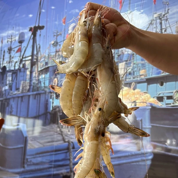 【渤海湾纯野生对虾】9/10头新鲜海捕对虾/中华对虾//秋对虾/纯野生