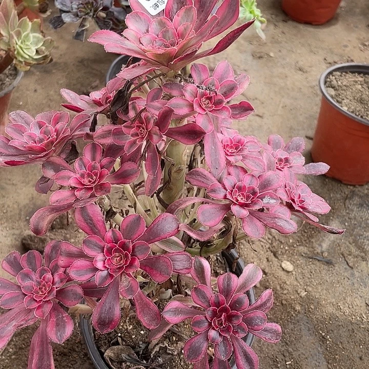 450香奈儿多肉植物福利