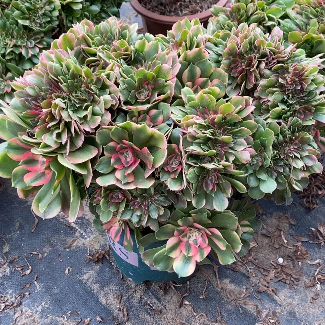 香妃缀化1颗多肉10604号