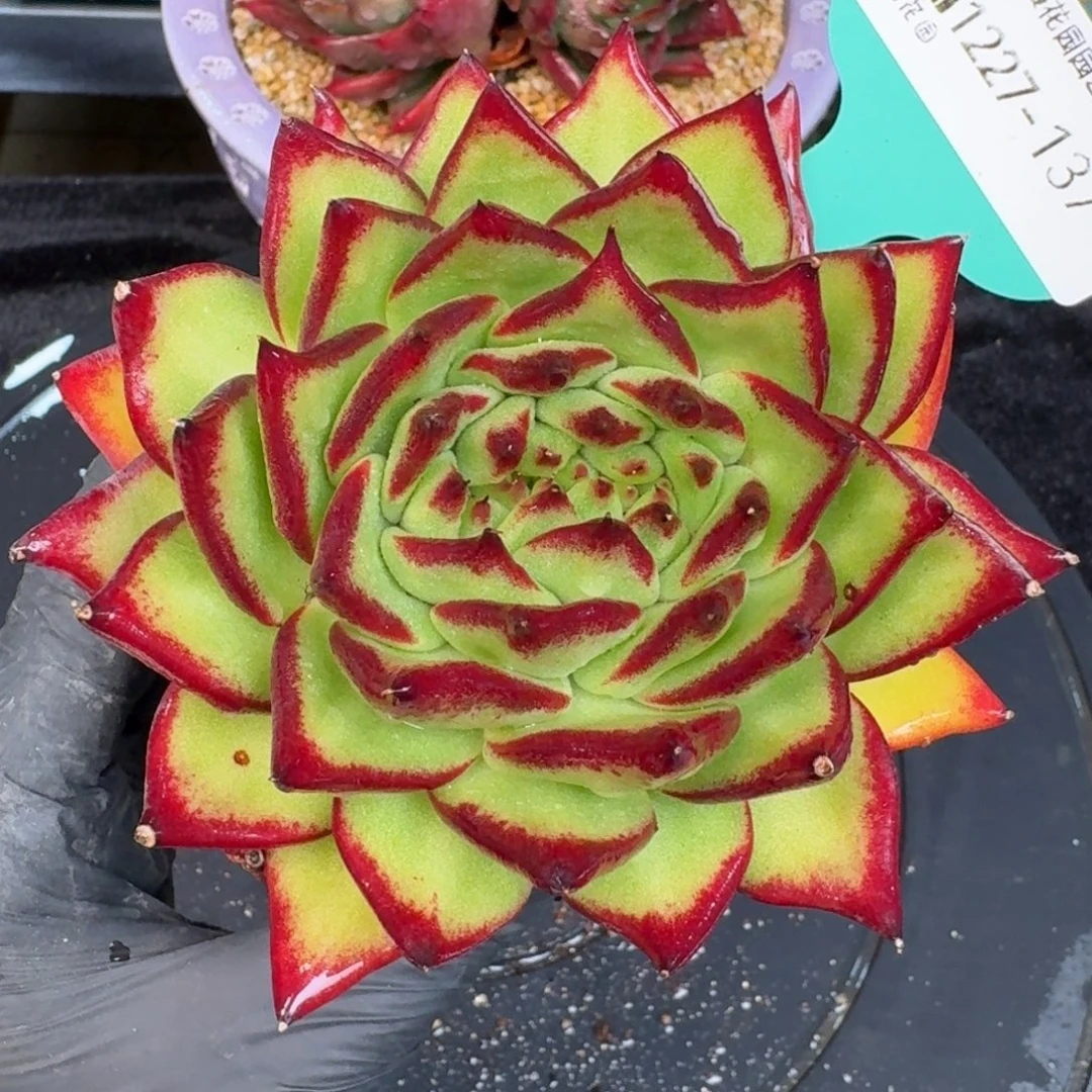 从前慢多肉精选编号1227.137凤凰缀