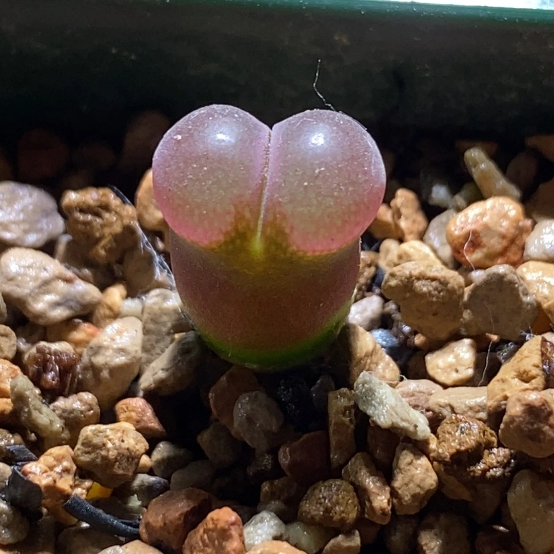 恩东矮墩墩风铃尺寸不大