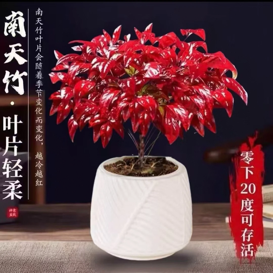PY带盆栽好【越冷越红】火焰南天竹盆栽冬季耐寒室内外绿植