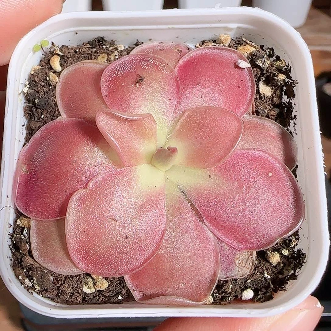 1108----584赛题捕虫堇