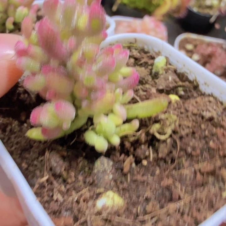 红宝石锦五厘米盆一颗