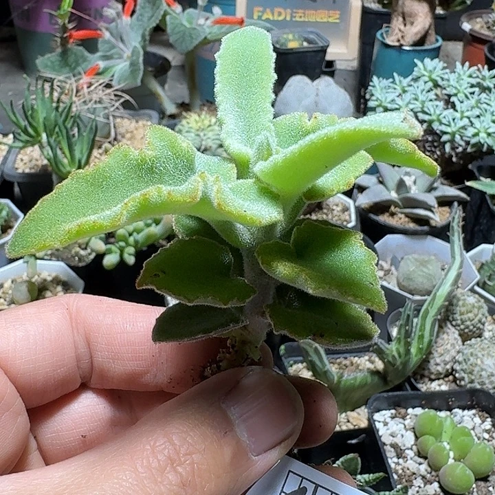 447姬仙女之舞脱土发货