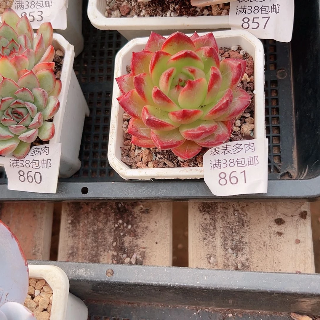 李***皱多肉一物一拍植物861