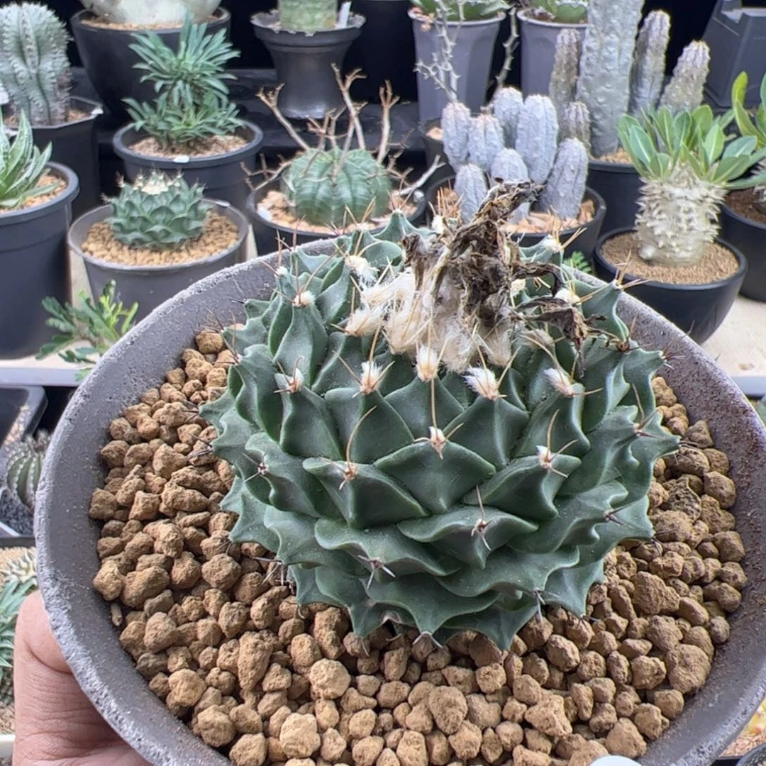 帝冠实生7.5一物一拍默认脱土发