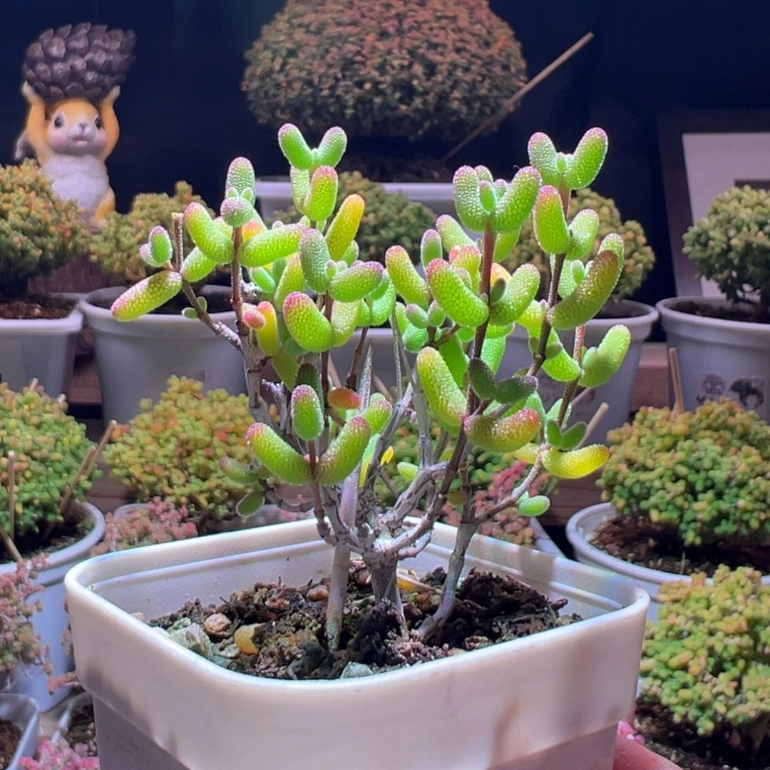 315糖球锦一物一拍带盆土发货