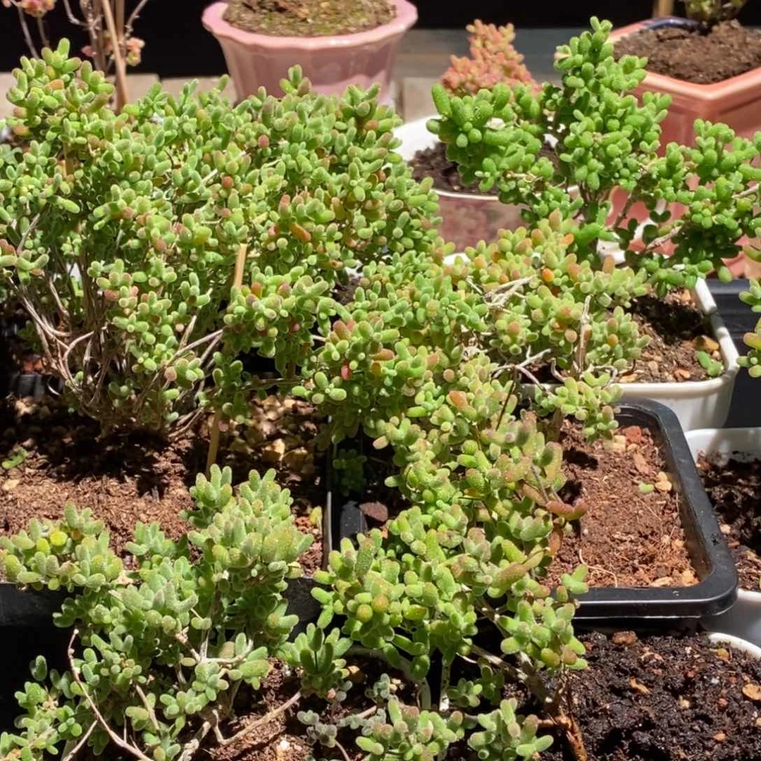 枝干番杏多肉植物403