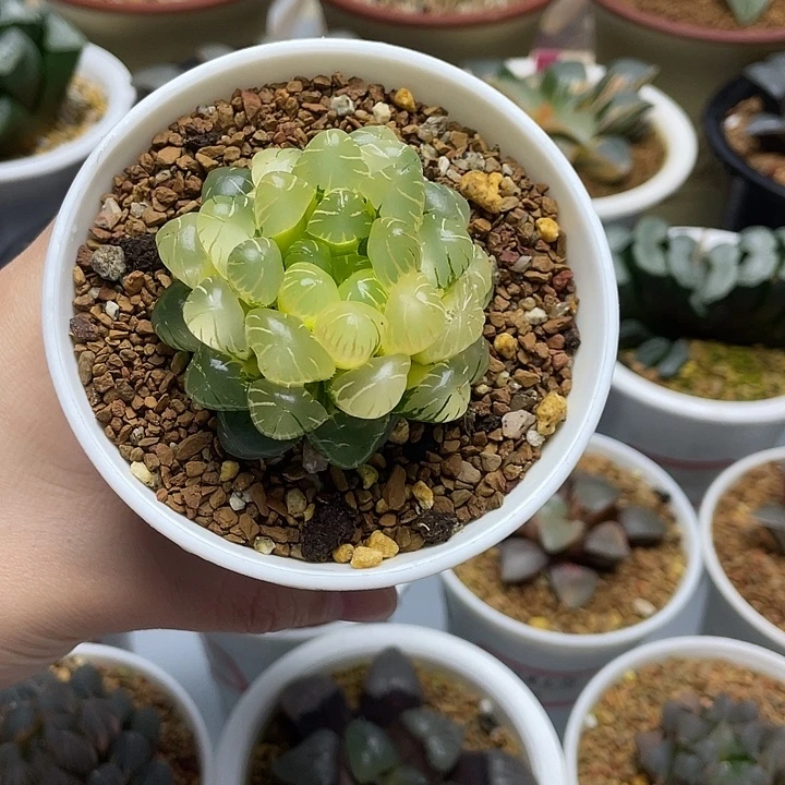 14  冰粉玉露锦糊斑十二卷多肉