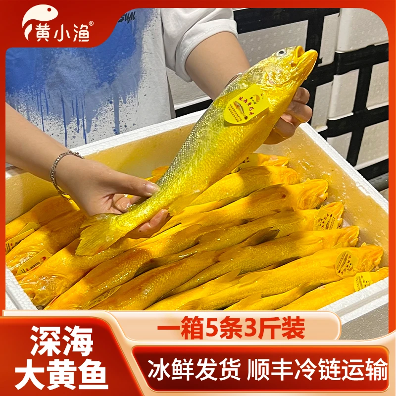 6-8两/5条装宁德特产冰鲜大黄鱼黄瓜鱼深海鱼新鲜水产冷链直达