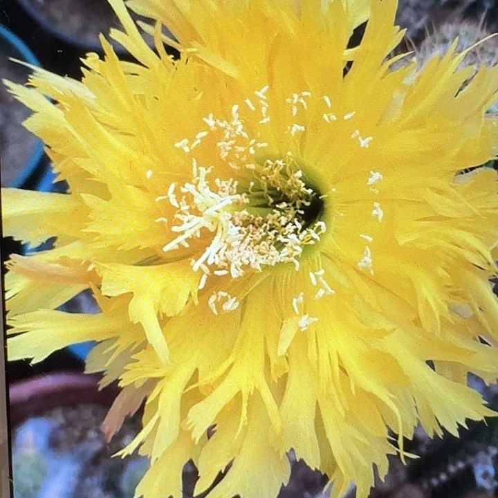 黄锯齿侧芽5公分毛花柱