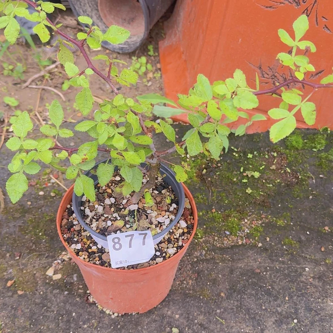 【闪购商品】凡*兔块根植物