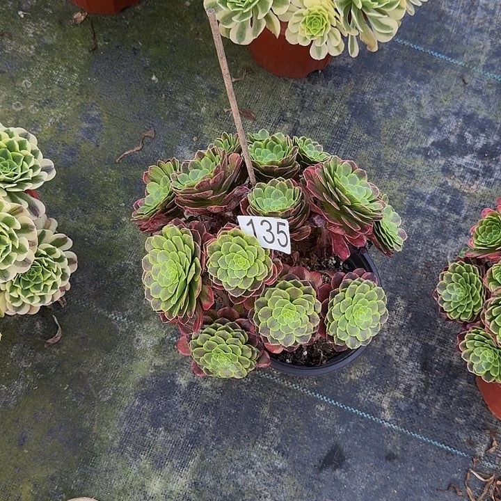 00000000000135嘉年华妖桩