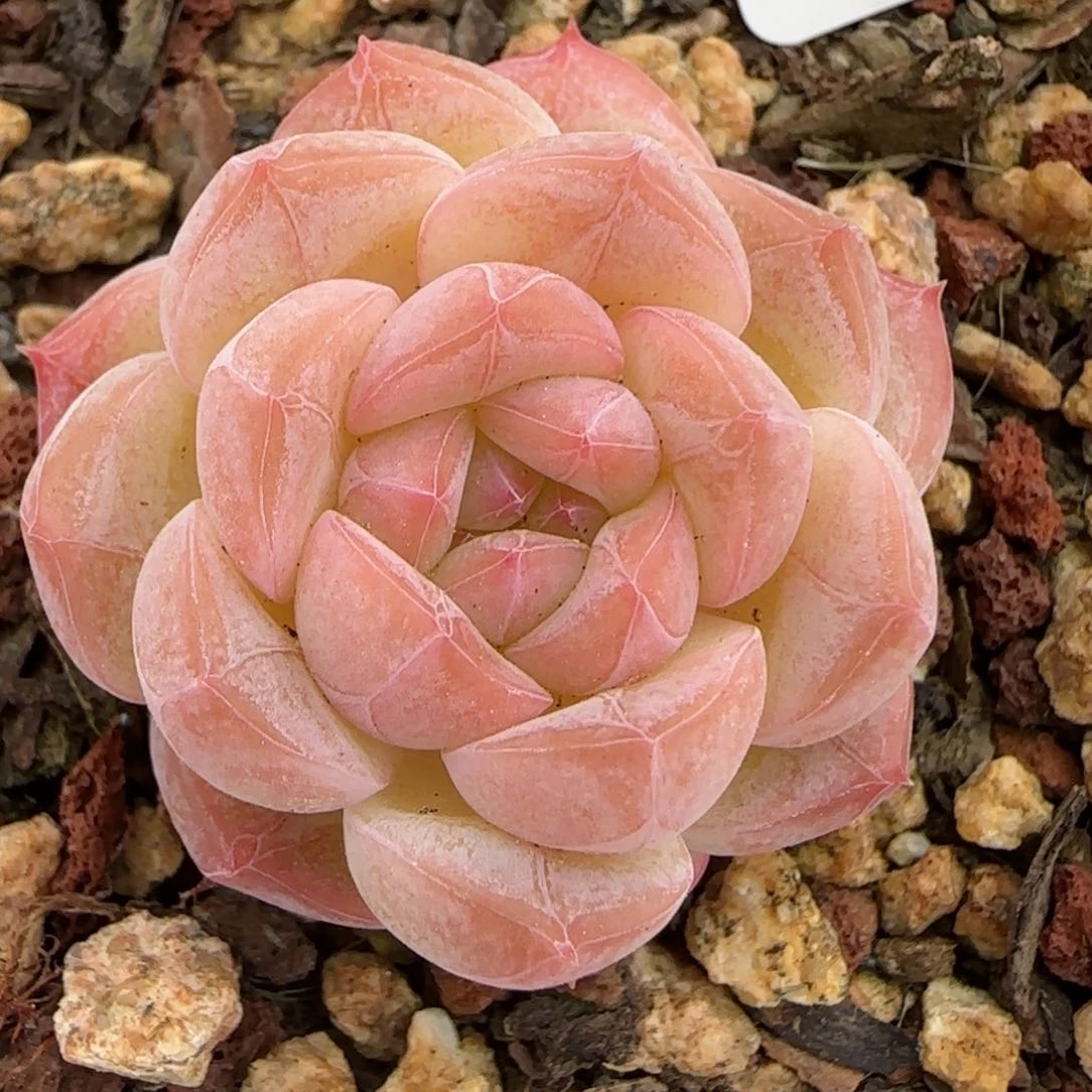 花语逸镜0224-225