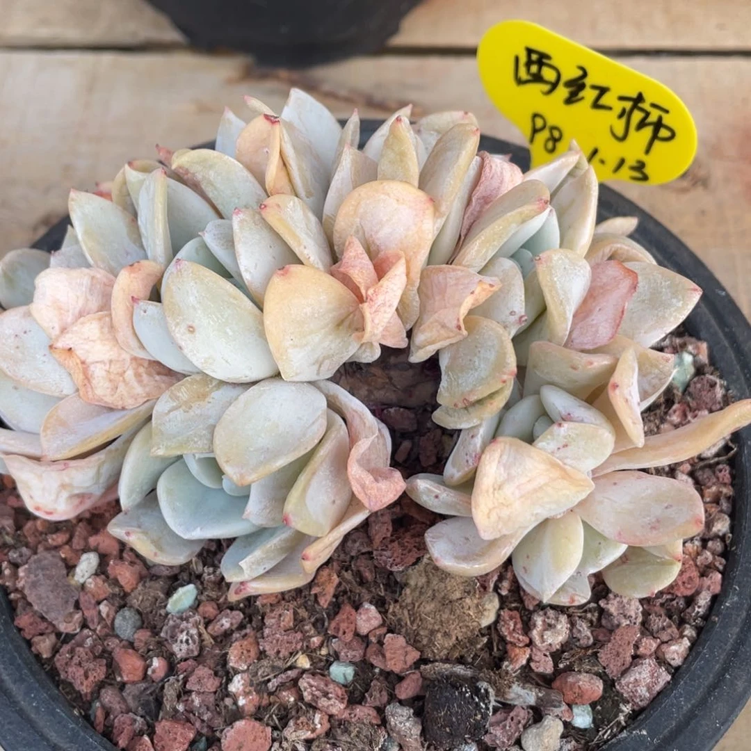 西****样雪特缀化朵朵缀98