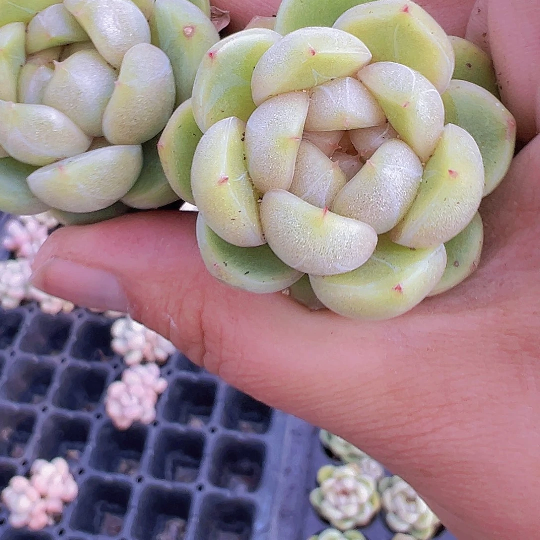 蓝鬼珍妮2个苗19包邮