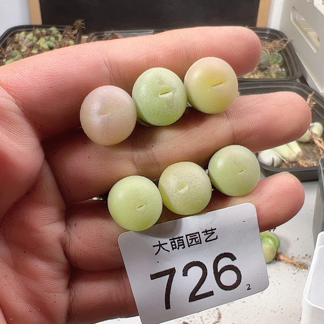 0000726 一物一拍……