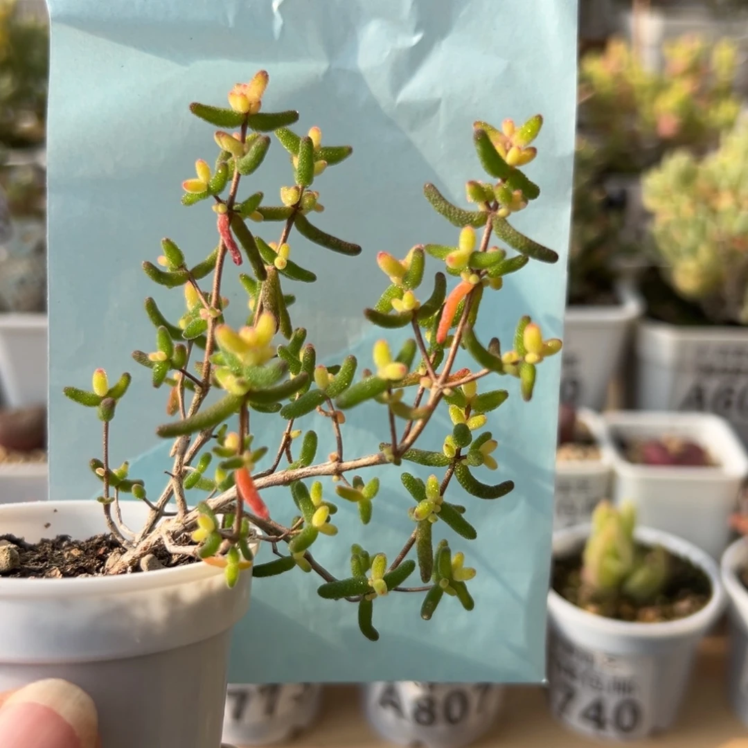 30-843妖桩飘枝老庄糖球3号锦