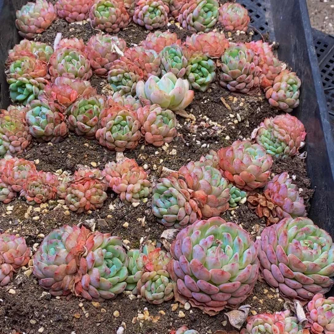 648多肉植物保护研究所所长