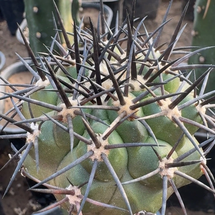 黑王丸33333333333