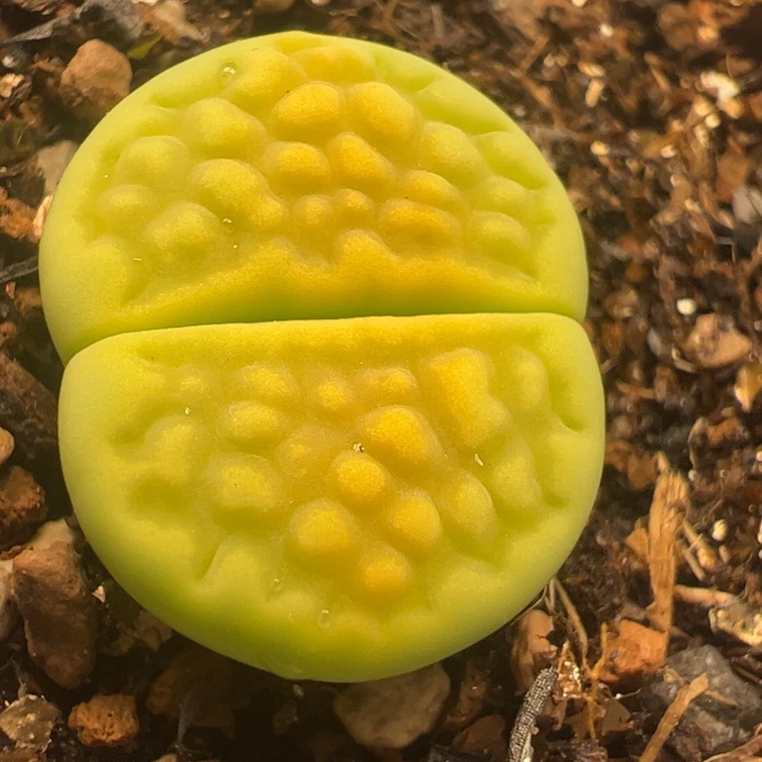 多肉植物百科745