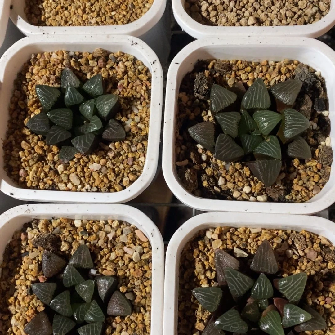 四颗优选实生超级大克一起 炸弹开播福利