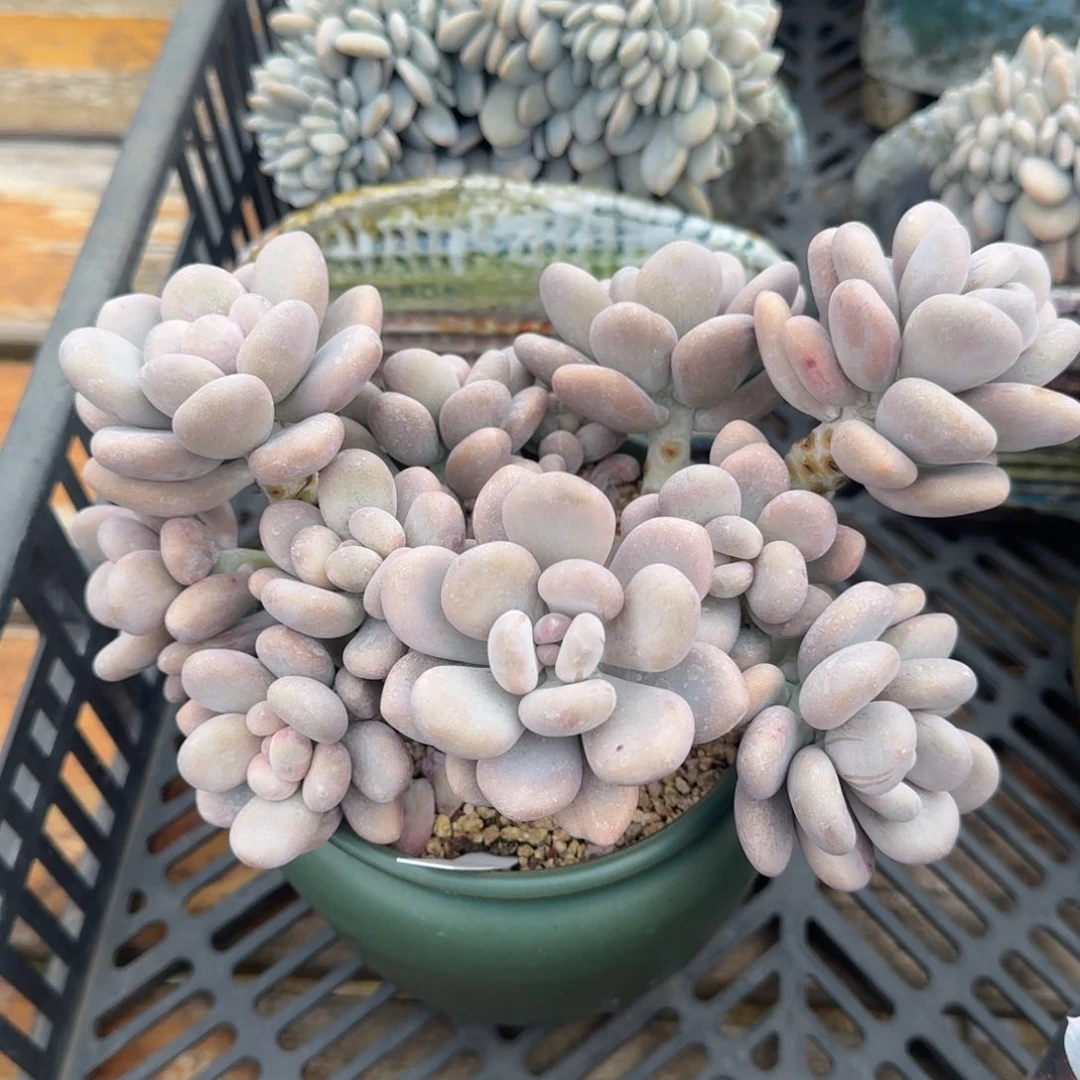 叶植庭多肉：cheng xue qiu