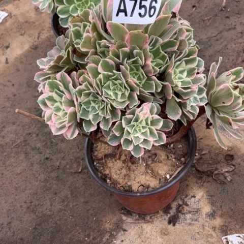756妖月不包断枝