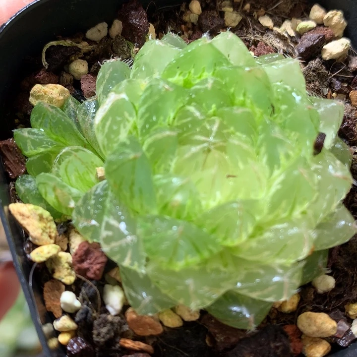 翠云玉露锦带盆土发货