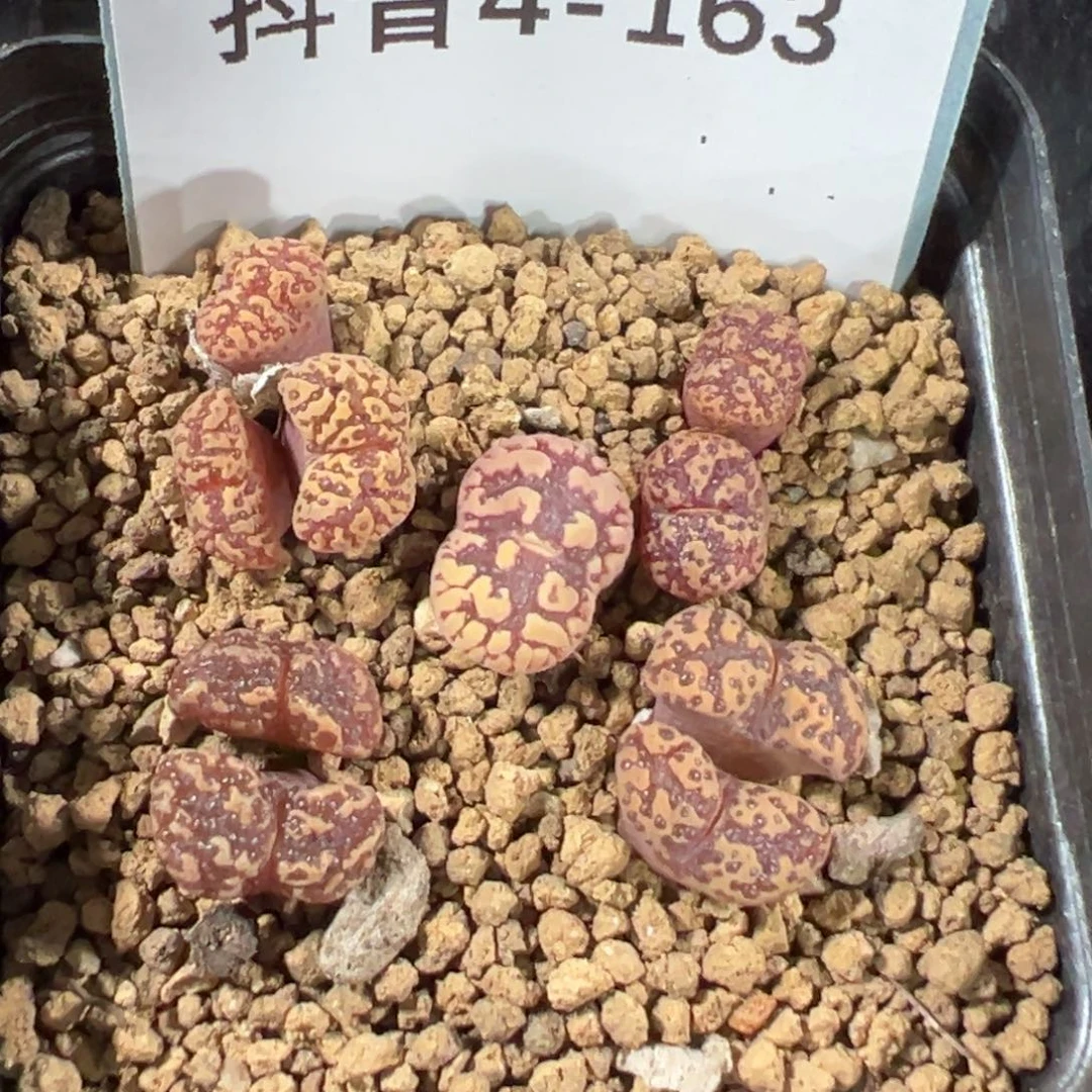 4-163肉锥多肉植物