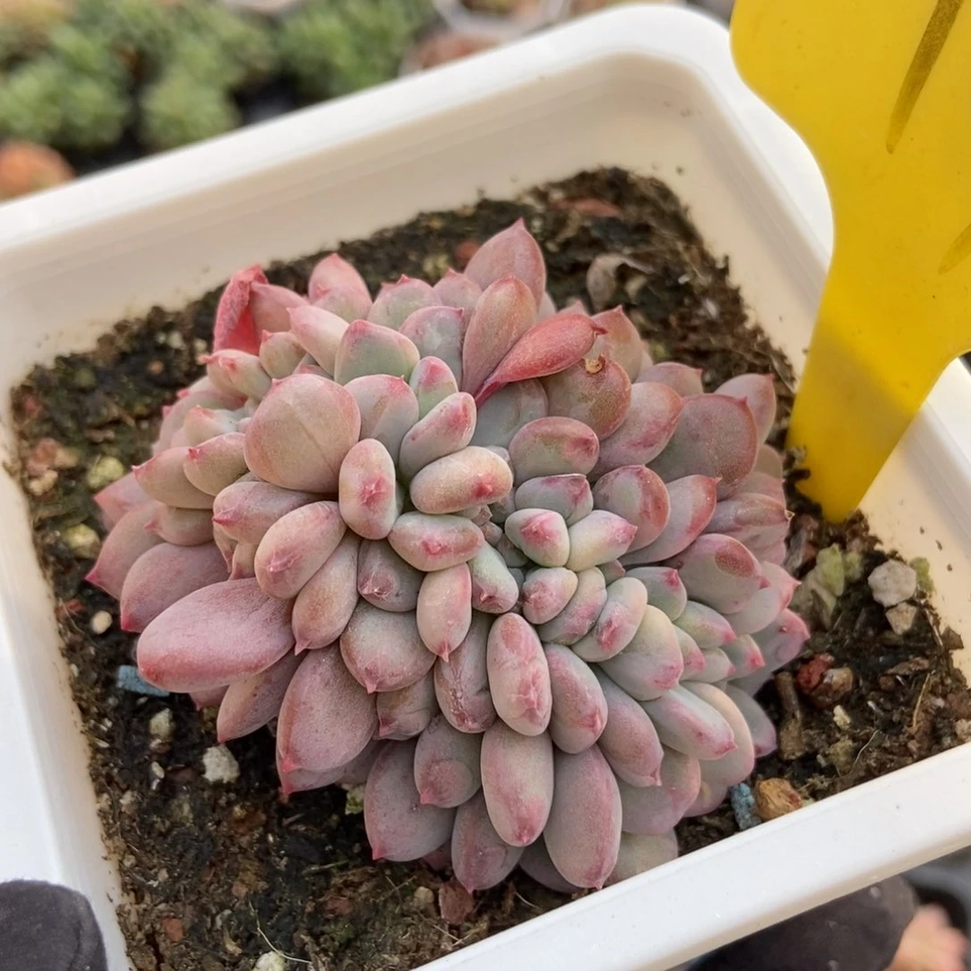 14粉珍妮缀多肉植物