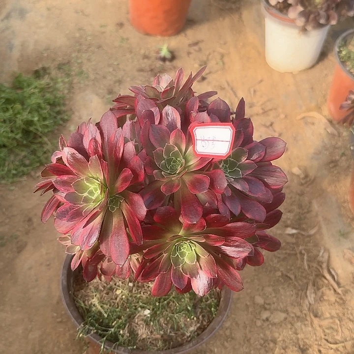 多肉植物安娜无售后153号