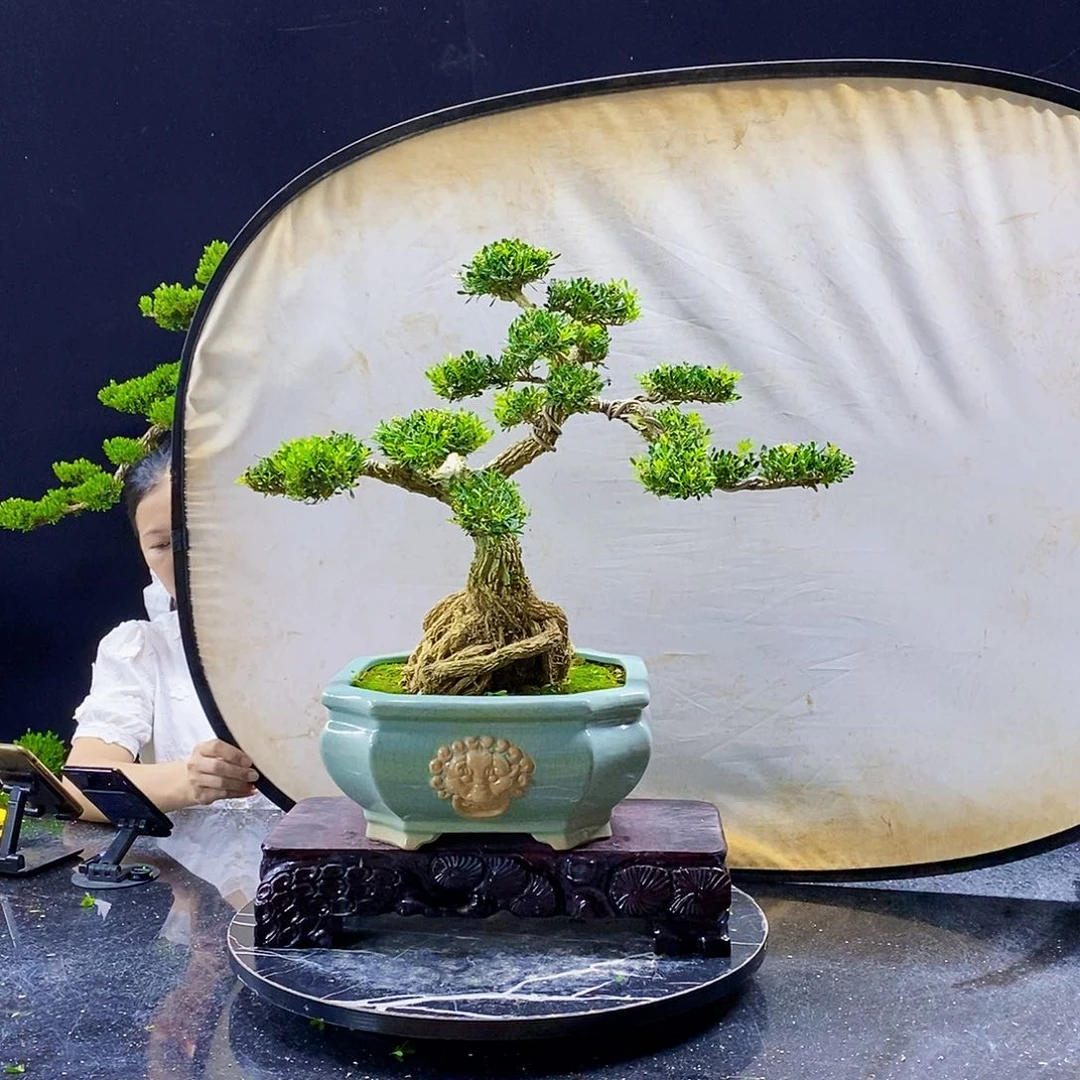 无花朵黄杨盆景造型