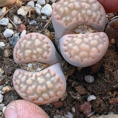 【闪购商品】25524