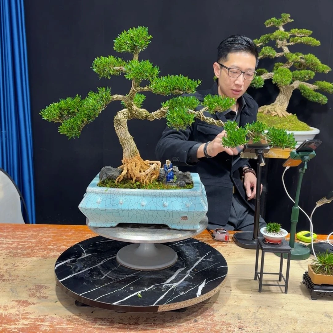 黄杨室内室外盆景艺术