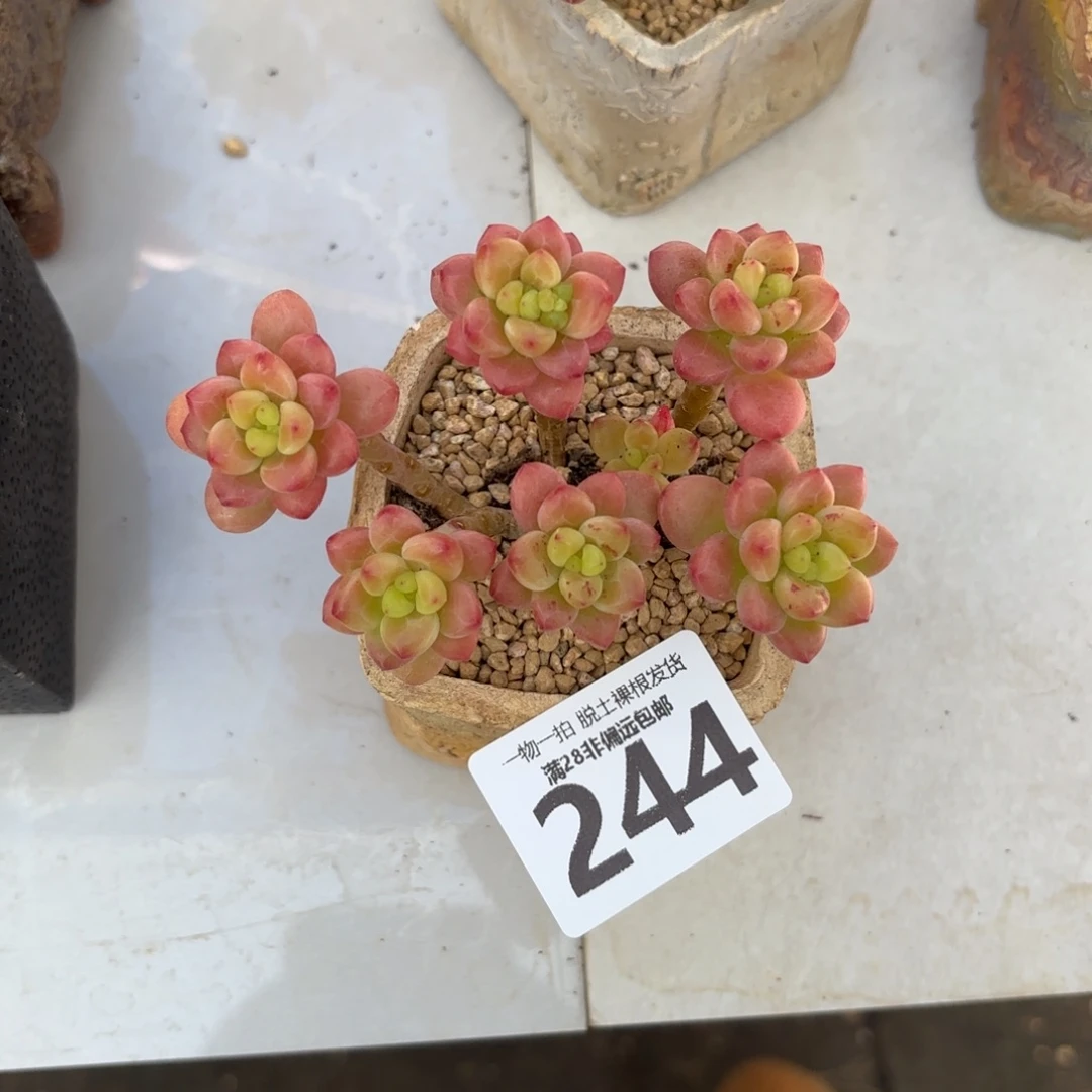 香格里拉无盆土发货