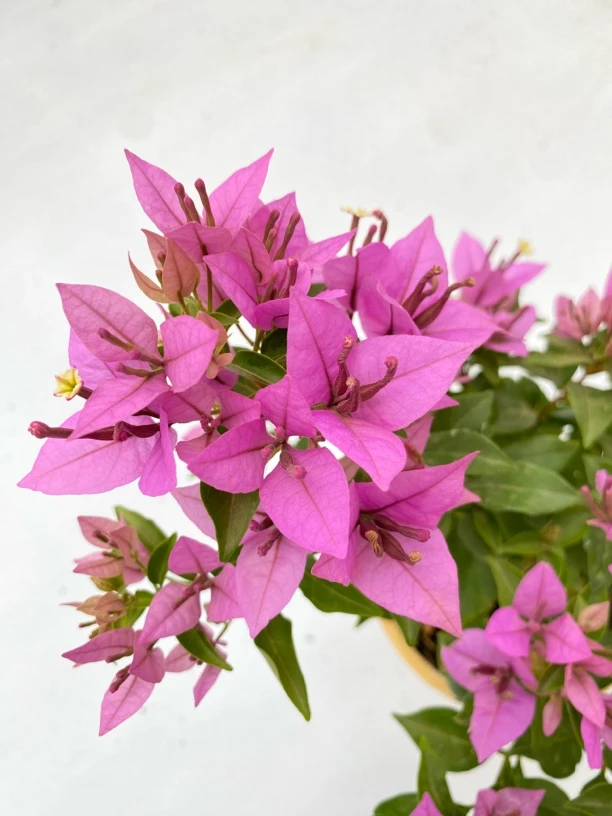 《棉兰紫》三角梅盆栽四季开花耐寒耐热室内外好养易活