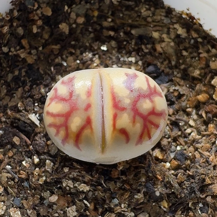 生石花111111。   1.5左右。   106