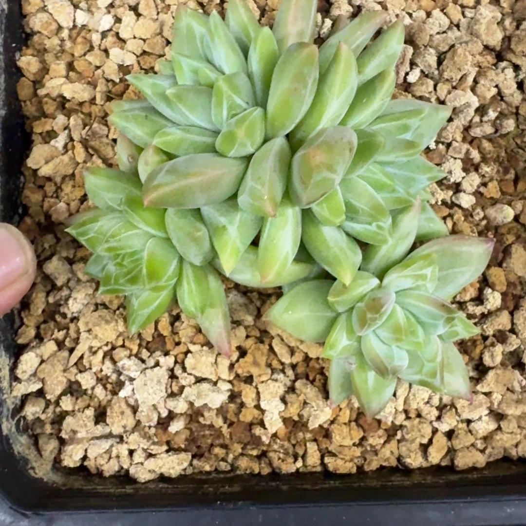 美人杂交 一物一拍