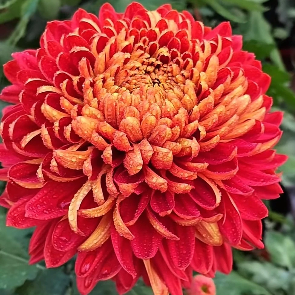 国华神傅菊花苗2颗