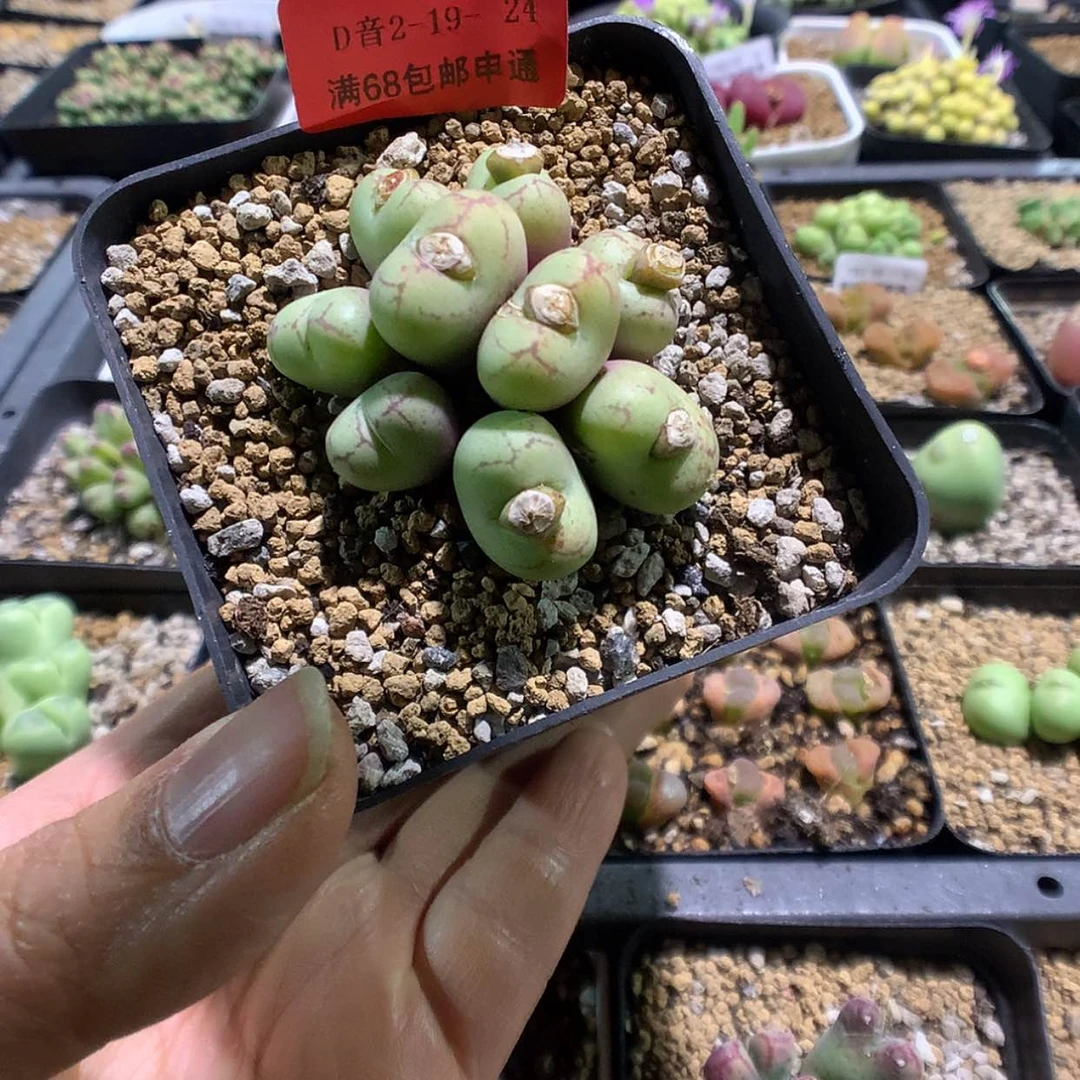 【闪购商品】2-19-24 猴脸一群特 25