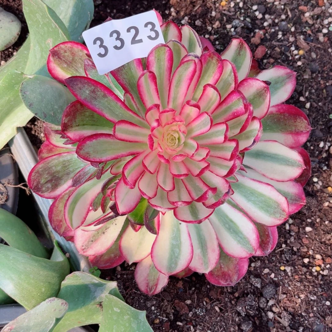 普****厂孔雀翎捧花多肉发货