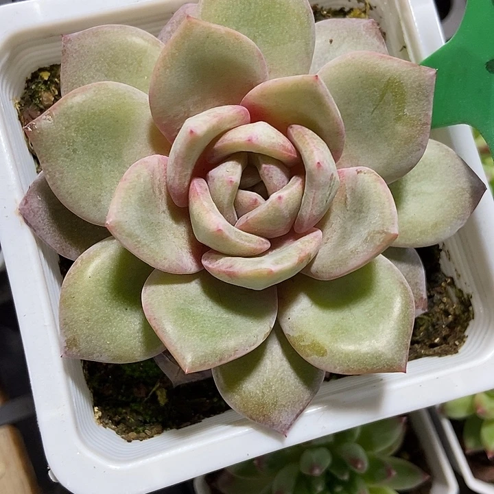 多肉植物德国香槟240