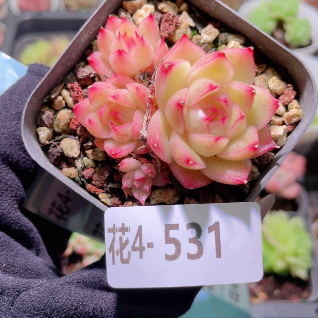花利美4-531麦秆群