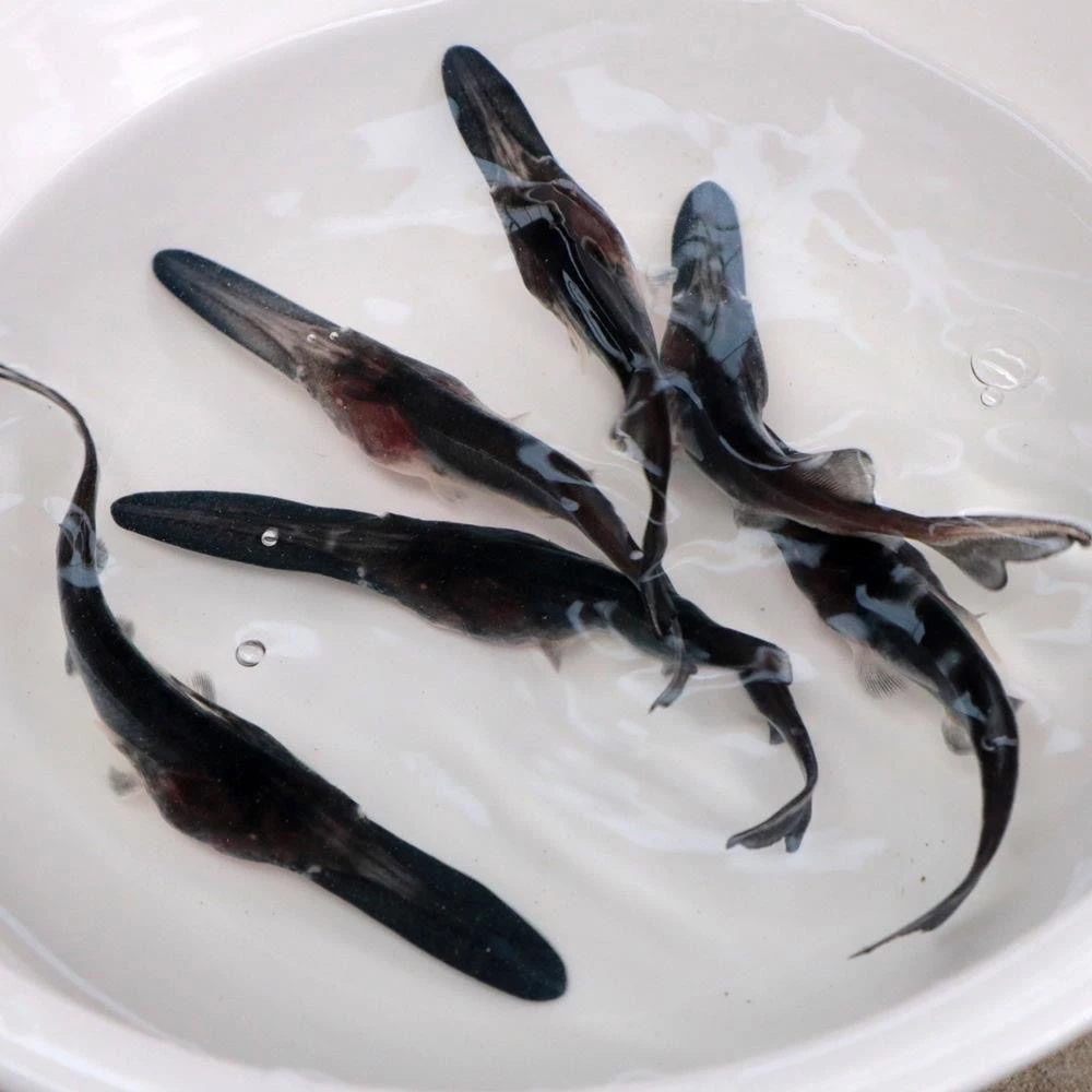 鸭嘴鱼  活体观赏  幼鱼 宠物鱼 活体鱼 鸭嘴鱼 水族活体鱼