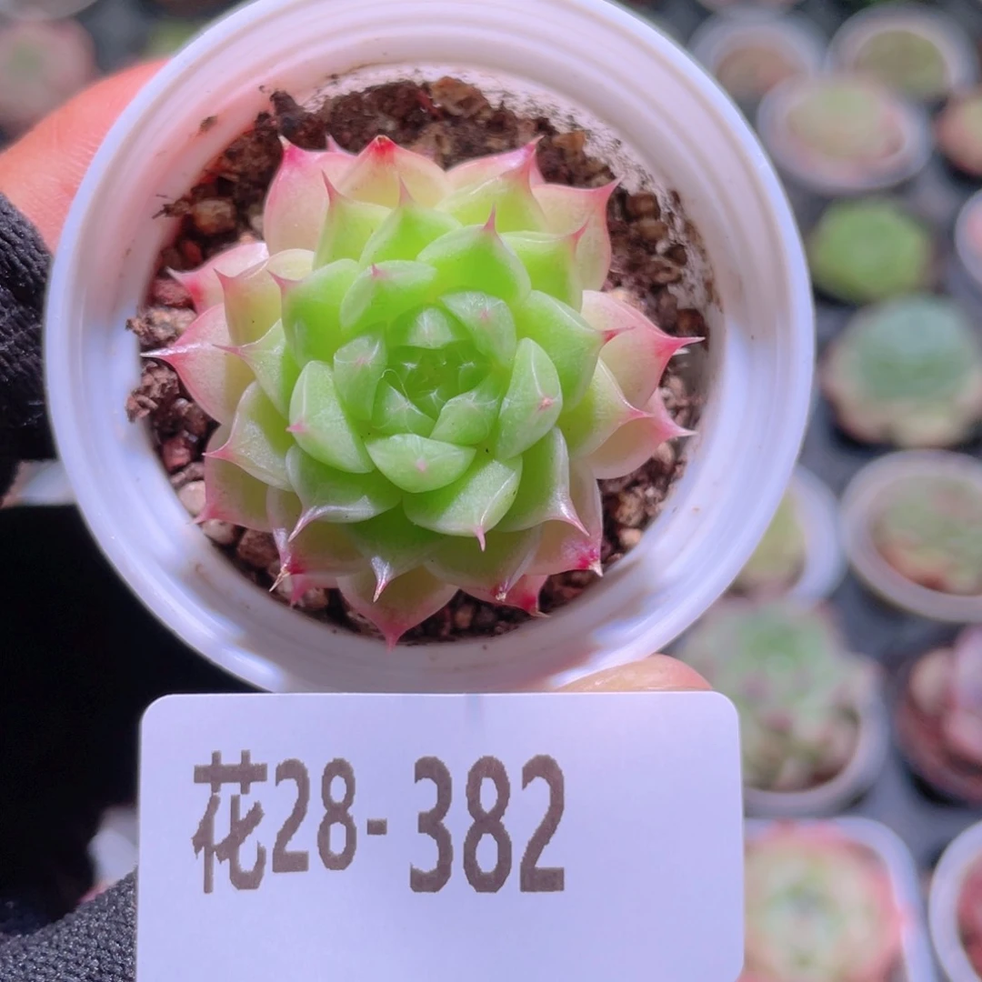 花利美28-382海王