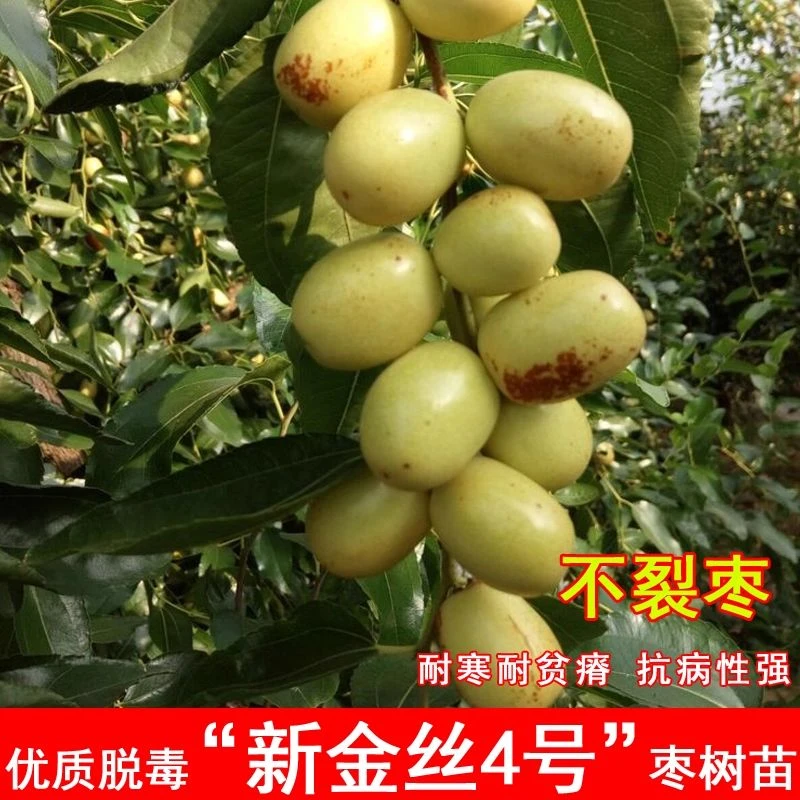 嫁接金丝4号枣树苗脆甜四号小枣树活苗红枣南方北方种植盆栽地栽