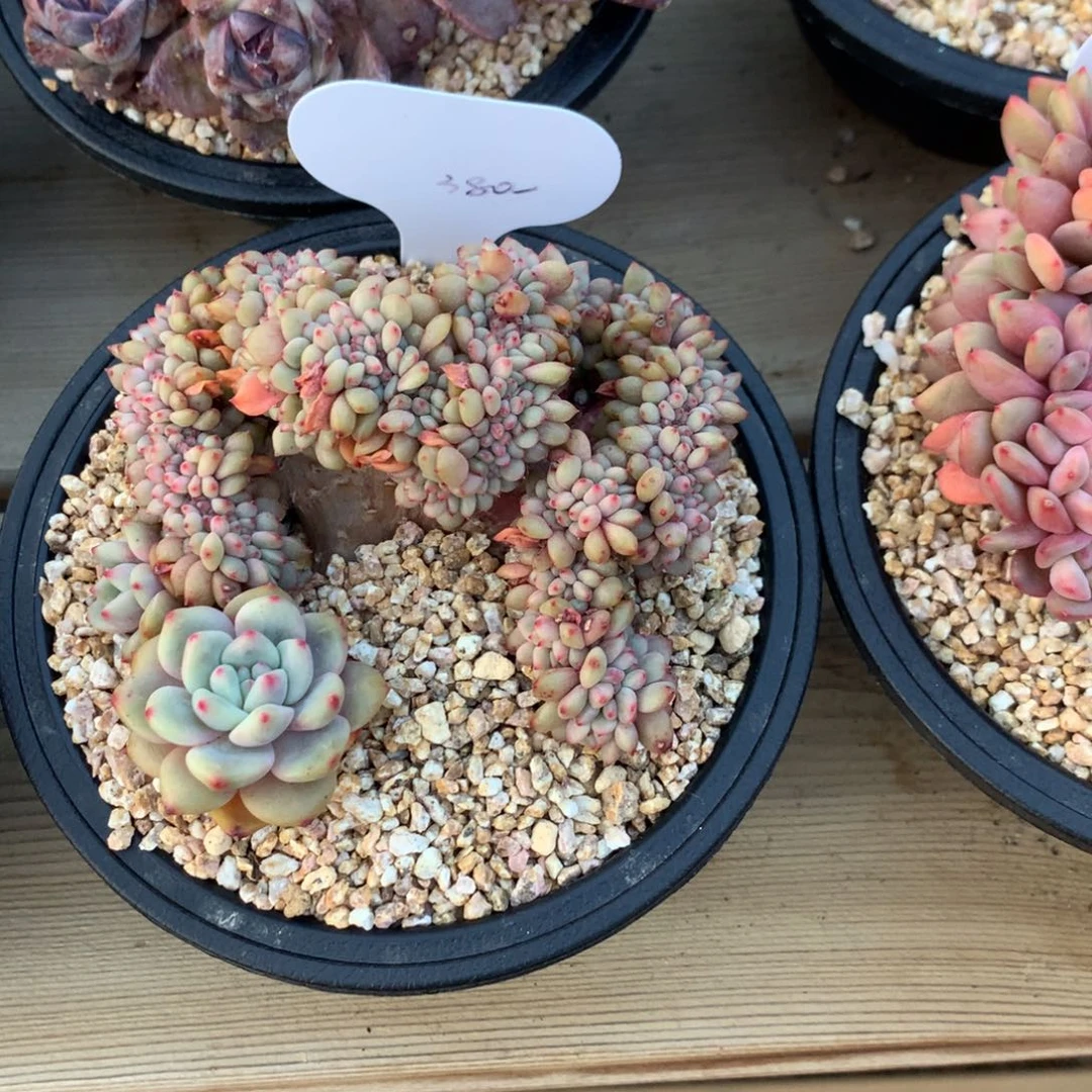 西*西西爱丽儿多肉222